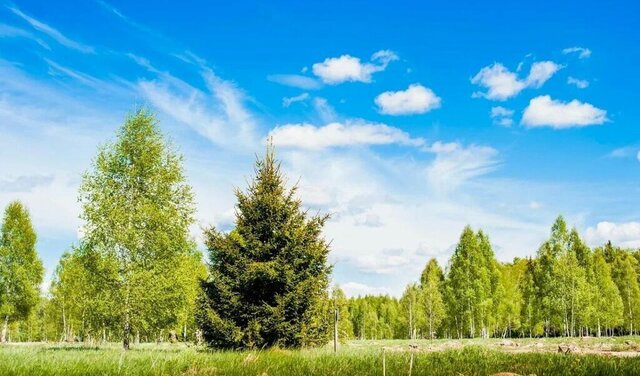 земля Малаховское фото