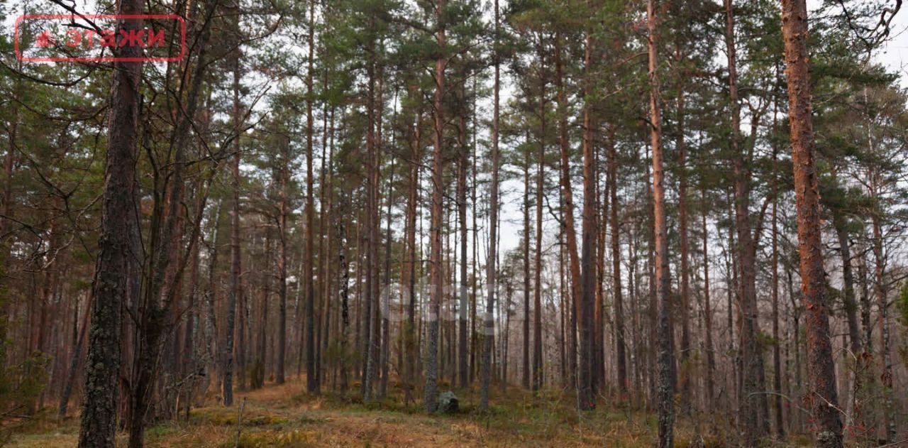 земля р-н Прионежский д Косалма Шуйское с/пос, Турбаза Косалма тер., 5 фото 3