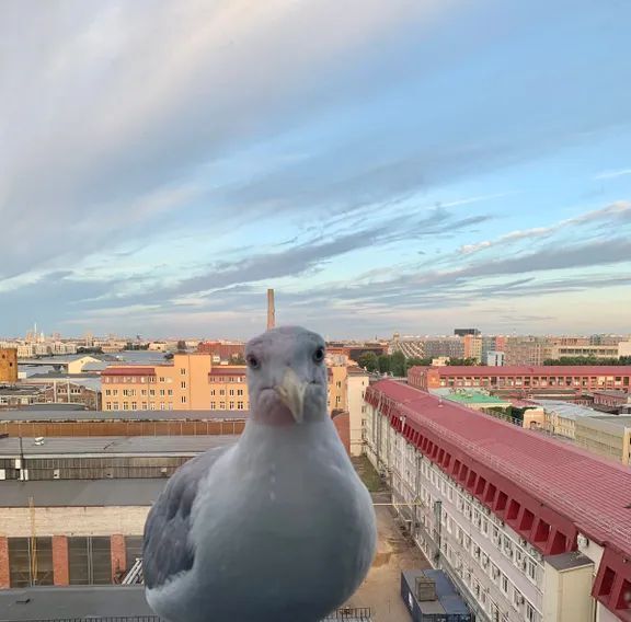 квартира г Санкт-Петербург метро Приморская ул Уральская 21 округ Остров Декабристов фото 10