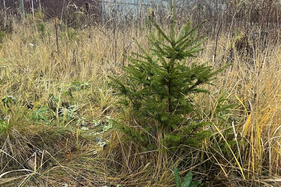 дом городской округ Орехово-Зуевский садовое товарищество Железнодорожник фото 4