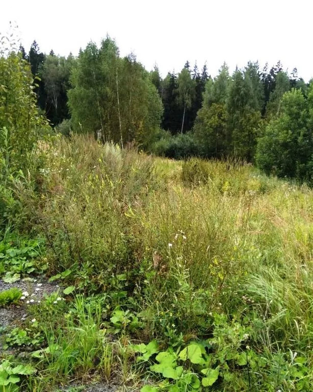 земля городской округ Солнечногорск д Рыгино СНТ Рысь, Ленинградское фото 8