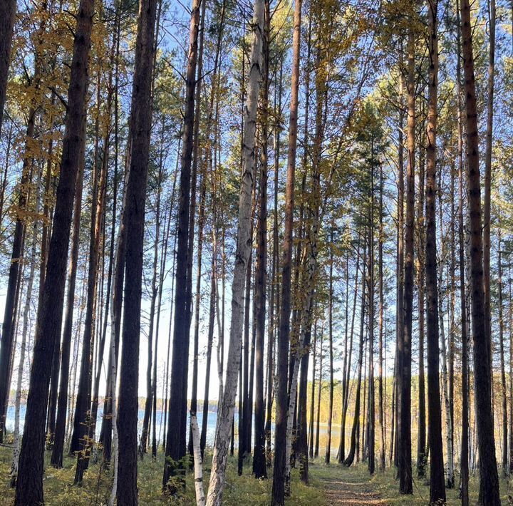 земля р-н Иркутский Петровская Слобода ДНТ фото 2