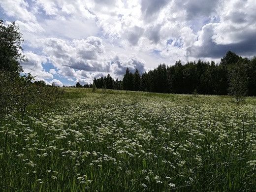 земля р-н Пряжинский село Святозеро фото