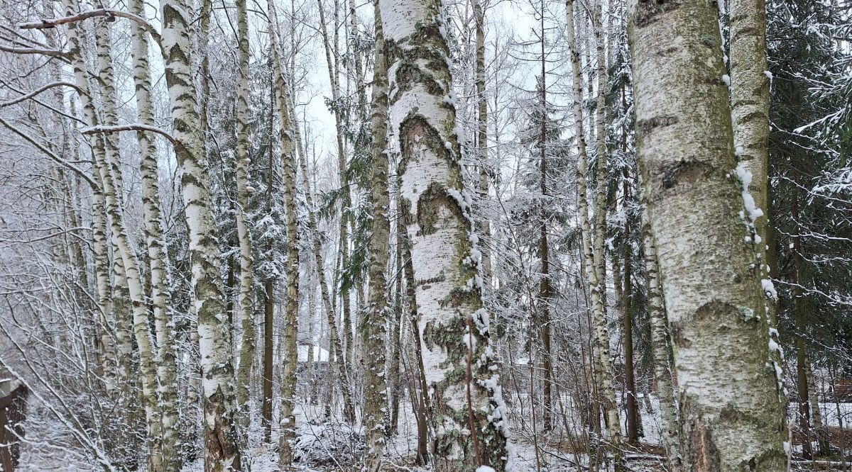 земля городской округ Красногорск п Нахабино снт Лужки ул Центральная Нахабино фото 2