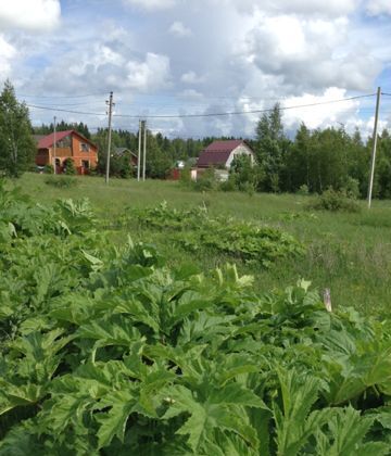 земля городской округ Рузский п Колюбакино 54 км, Тучково, Можайское шоссе фото 5