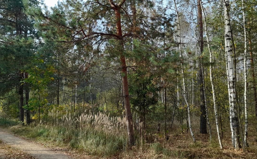 земля городской округ Дмитровский 85 км, садовое товарищество Хлебопёк, Дубна, Рогачёвское шоссе фото 8