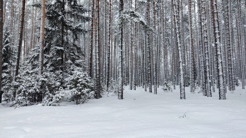 дом р-н Селижаровский д Ланино ул Береговая фото 38