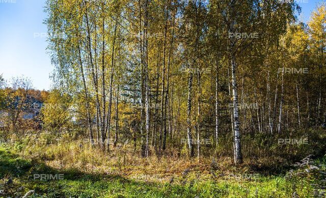 ул Заповедная 11 км, Красногорск, Рублёво-Успенское шоссе фото