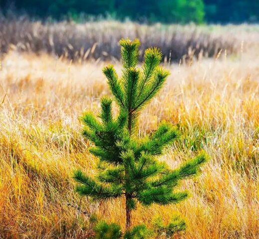 земля Дубровическое сельское поселение, Рязань фото