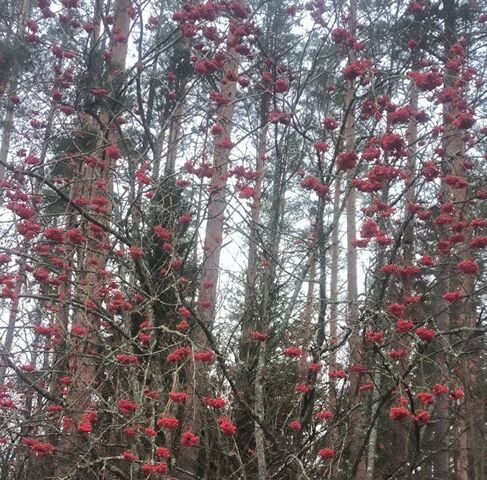 п Плоское Толмачевское городское поселение фото