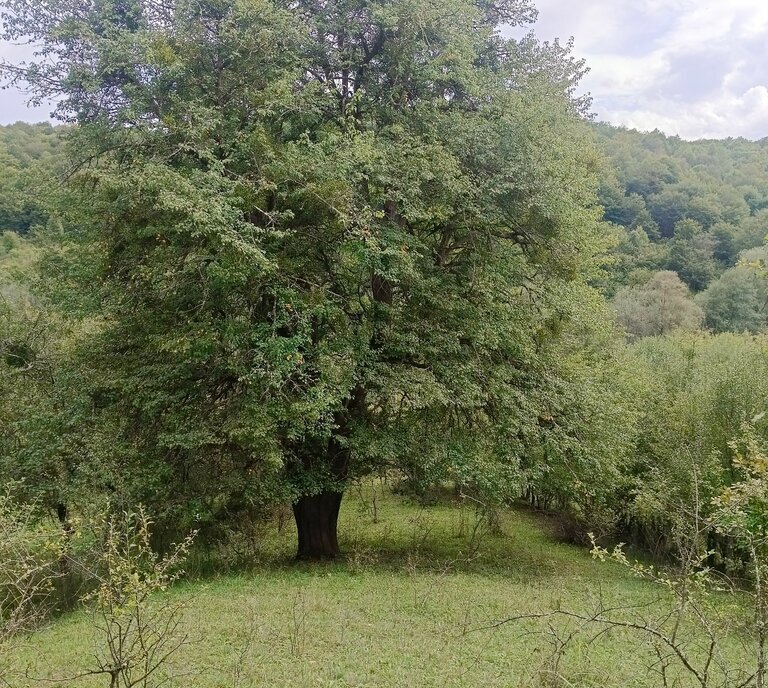 земля р-н Майкопский с Новопрохладное ул Заводская фото 7