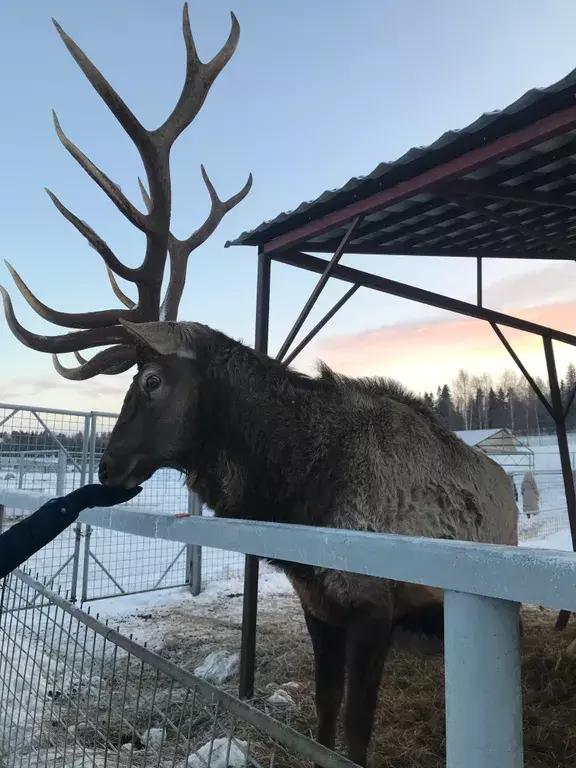 дом р-н Лахденпохский п Асилан 14Б, Куркиеки фото 36