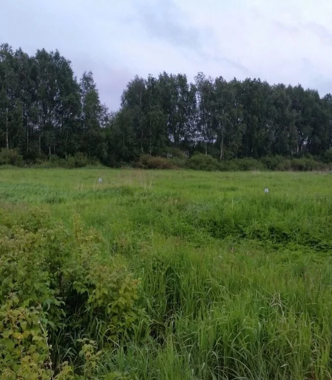 земля городской округ Солнечногорск д Козино СНТ Лоза, Ленинградское фото 1