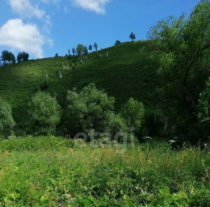 земля р-н Солонешенский с Лютаево Лютаевский сельсовет фото 3