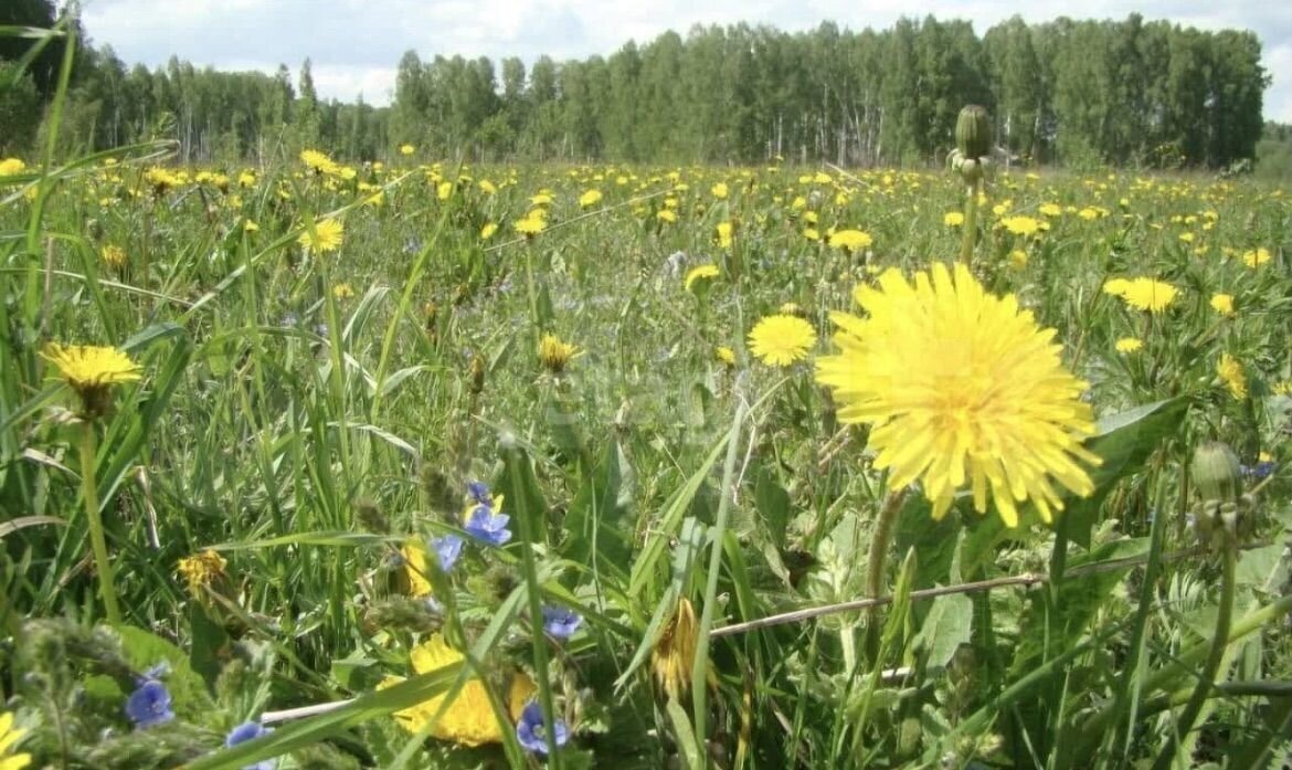 земля р-н Новосибирский Каменский сельсовет, мкр-н Гармония, 17-я ул, Новосибирск фото 1