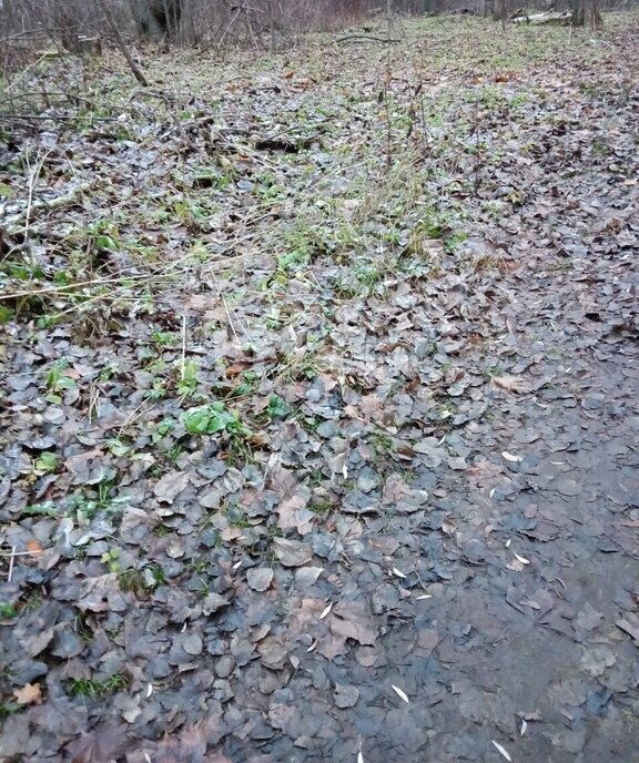 земля р-н Ломоносовский д Пигелево Аннинское городское поселение фото 2