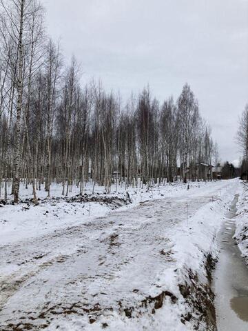 г Павловск Ленинградская область фото