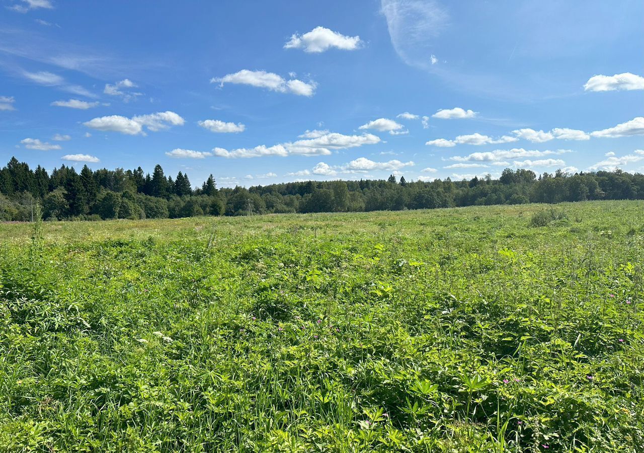 земля городской округ Клин д Кореньки 56 км, Новопетровское, Ленинградское шоссе фото 39