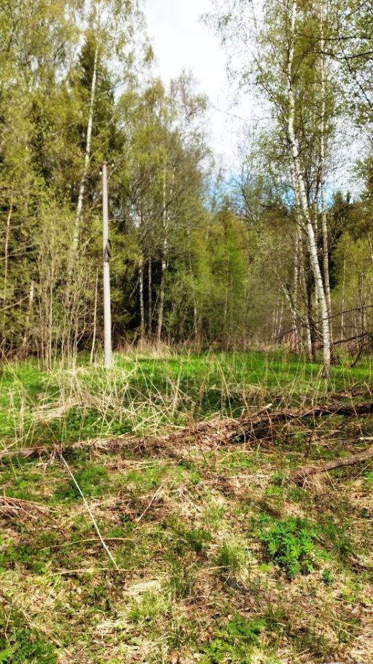 земля городской округ Шаховская «Балтия» фото 10