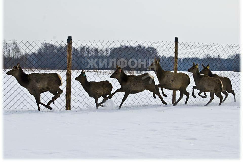 дом р-н Кожевниковский с Елгай ул Школьная фото 16