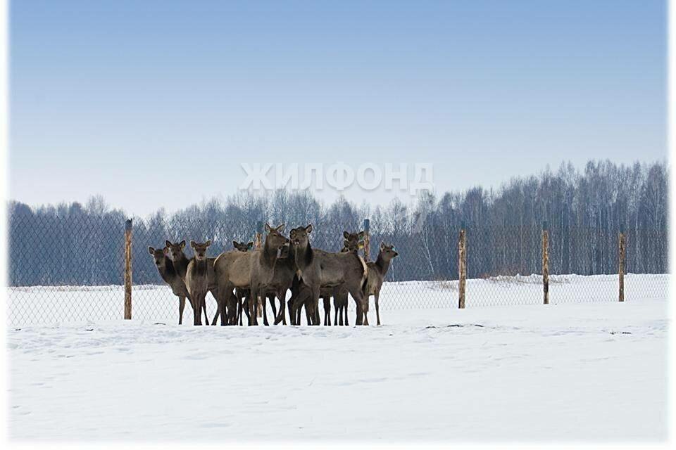 дом р-н Кожевниковский с Елгай ул Школьная фото 15