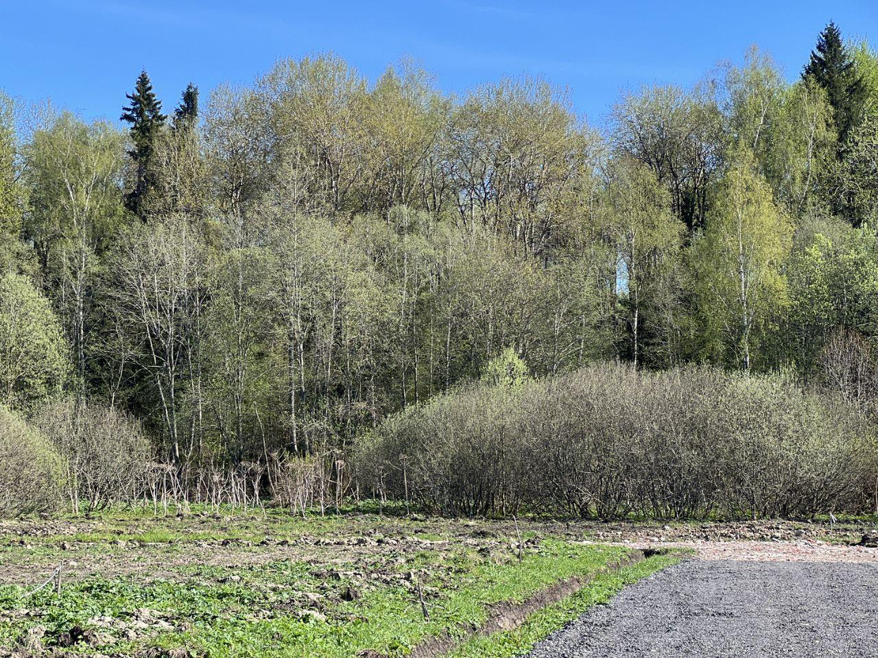 земля городской округ Истра д Загорье Рижские зори кп фото 4