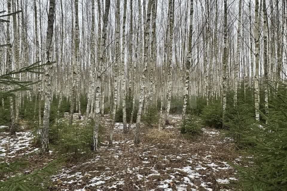 земля городской округ Ступино д Шелково Коттеджный посёлок Shelkovo Forest фото 9