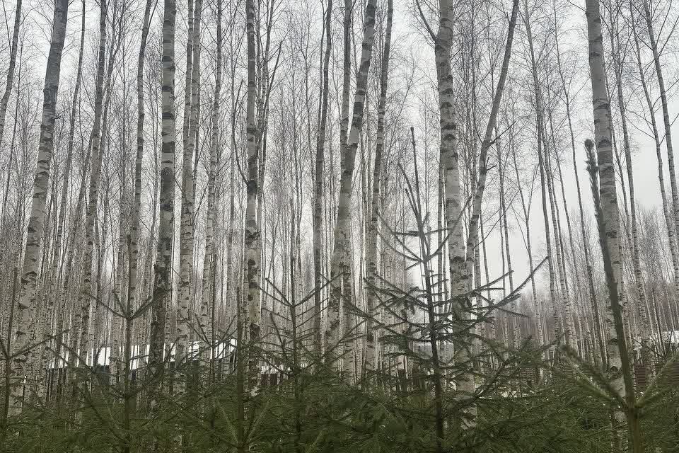 земля городской округ Ступино д Шелково Коттеджный посёлок Shelkovo Forest фото 5