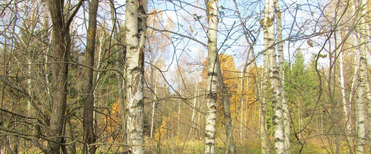 офис городской округ Рузский д Касиловка д. Потапово фото 1