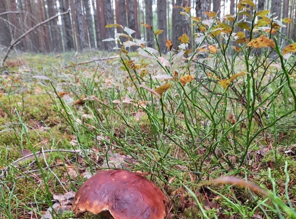 дом р-н Гдовский д Корытно Полновская волость фото 31