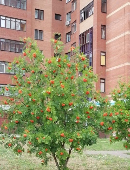 квартира г Уфа р-н Демский ЖК «Серебряный ручей» Дагестанская ул., 12/1 фото 13