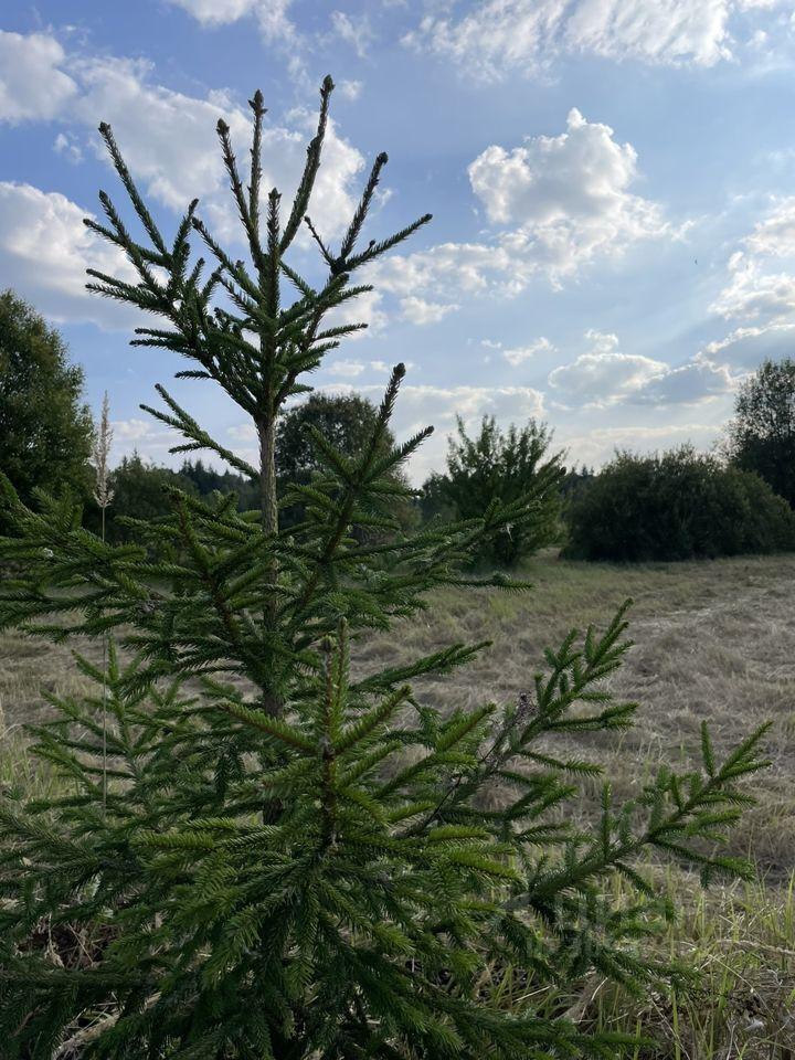 дом городской округ Можайский Антоново, 100, Рогачево фото 8