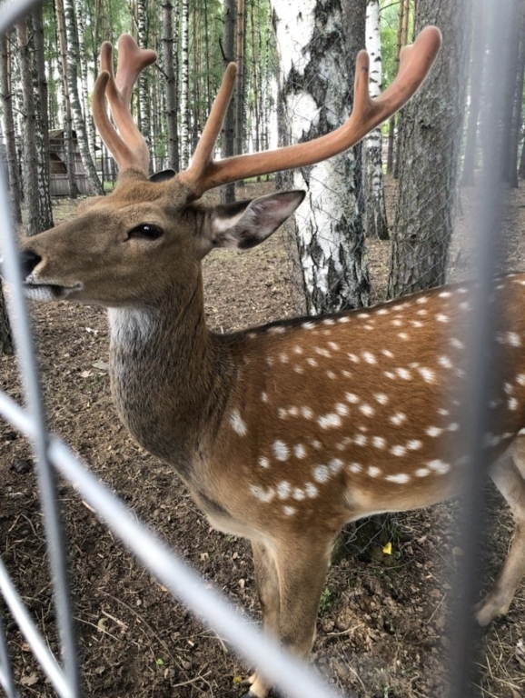 дом городской округ Можайский д Аксаново ул Новоаксановская д. 19а фото 29