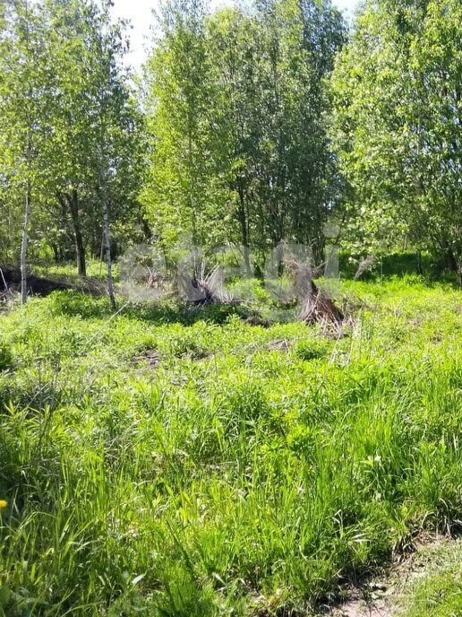 земля р-н Брянский с Толмачево СДТ Русь фото 4