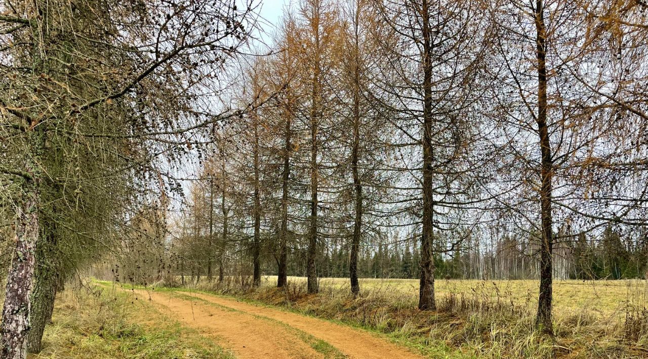 земля городской округ Дмитровский Лесная опушка кп, 12 фото 1