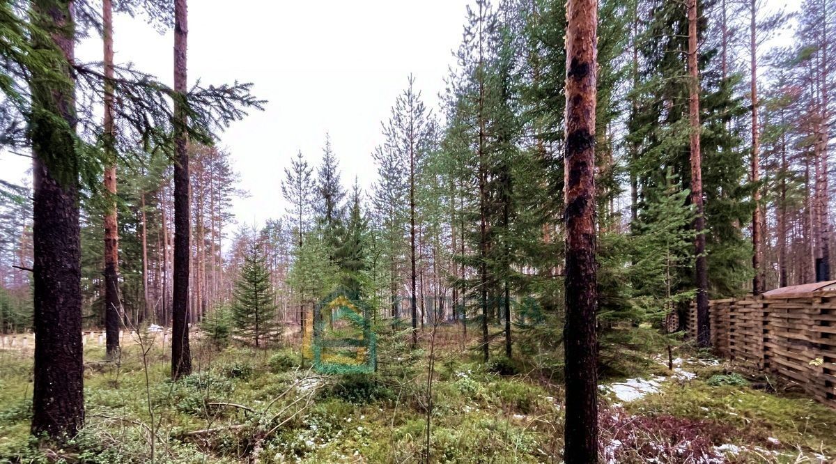 земля р-н Всеволожский г Всеволожск Солнечный Бор кп, ул. Дальняя фото 10