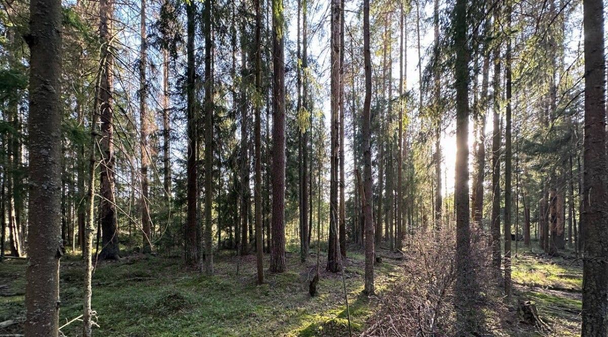 земля р-н Выборгский Полянское с/пос, Полянское Предместье СНТ фото 1