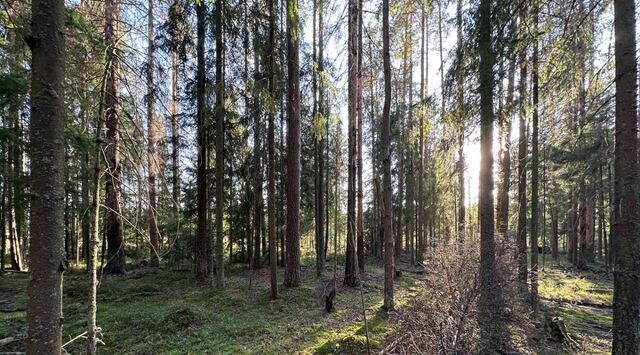 земля Полянское с/пос, Полянское Предместье СНТ фото