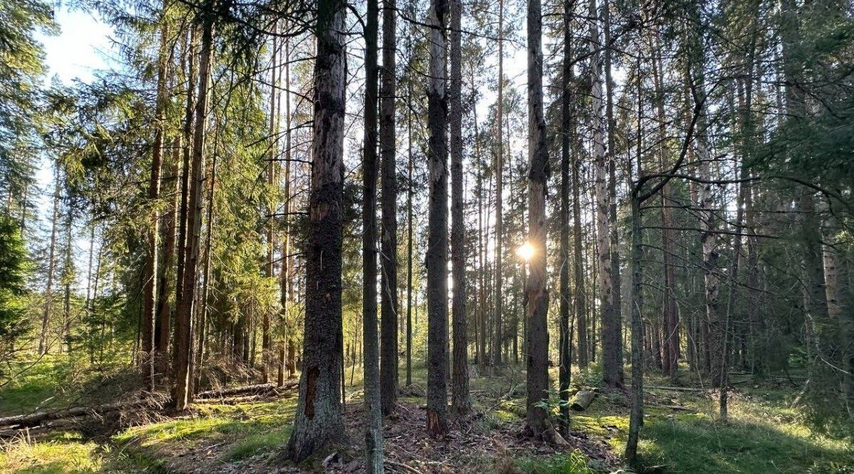 земля р-н Выборгский Полянское с/пос, Полянское Предместье СНТ фото 8