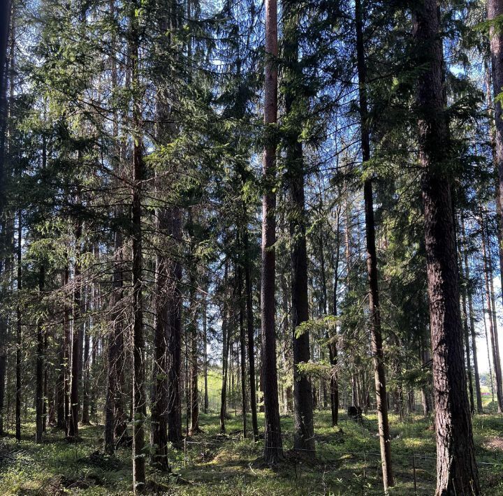 земля г Санкт-Петербург п Репино ул Аптекарская р-н Курортный фото 3