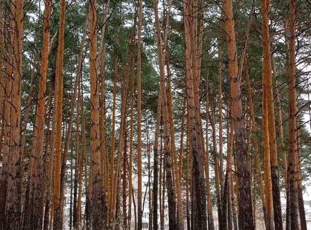 г Северск ул Солнечная 10 ЗАТО Северск городской округ фото