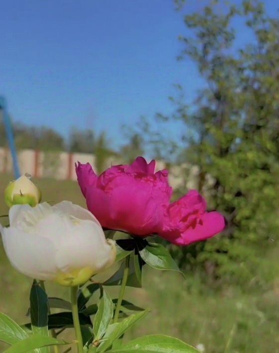 земля р-н Нижневартовский снт Трассовик ДНТ, Излучинск городское поселение фото 11