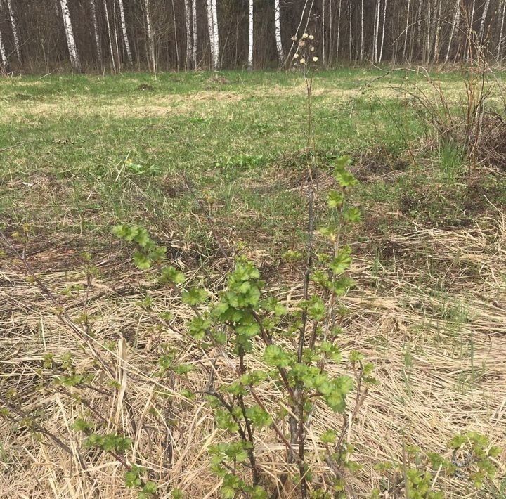 земля городской округ Одинцовский с Знаменское Кашира городской округ фото 3