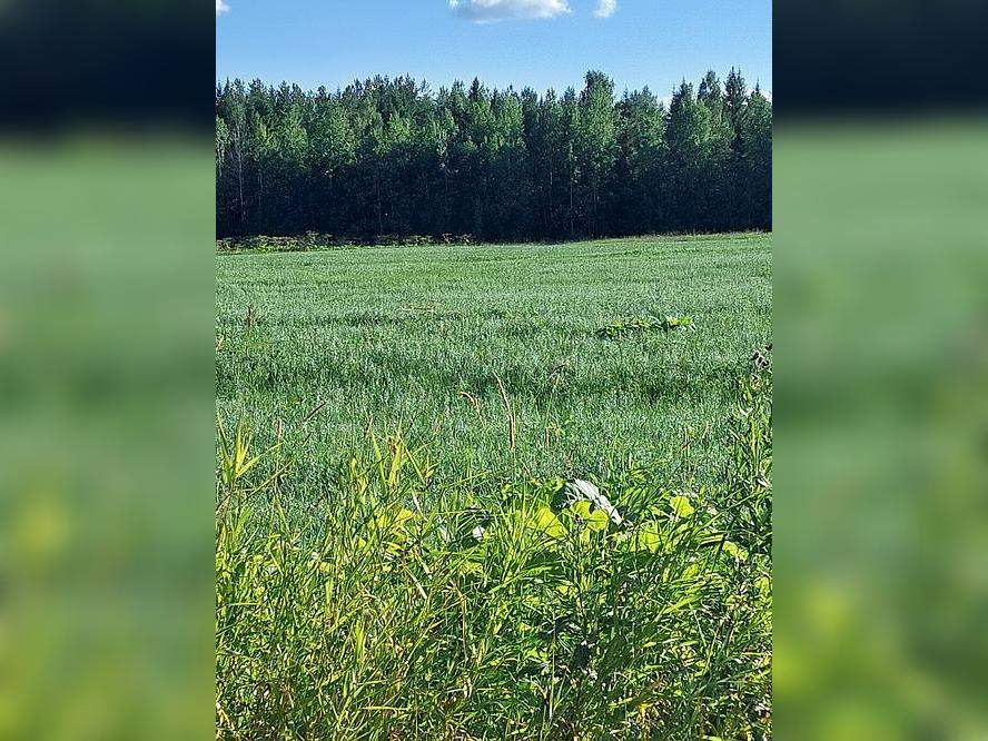 земля р-н Сыктывдинский с Пажга фото 2