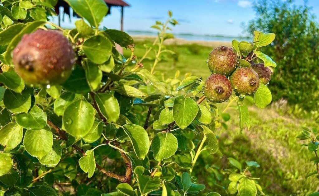 дом р-н Ишимский с Новотравное ул Советская фото 13