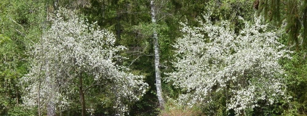 земля р-н Пушкиногорский д Глазки фото 7