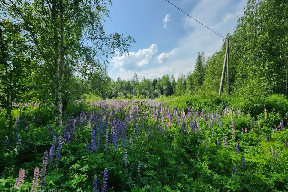 земля р-н Сыктывдинский с Выльгорт СДТ Клён фото 1