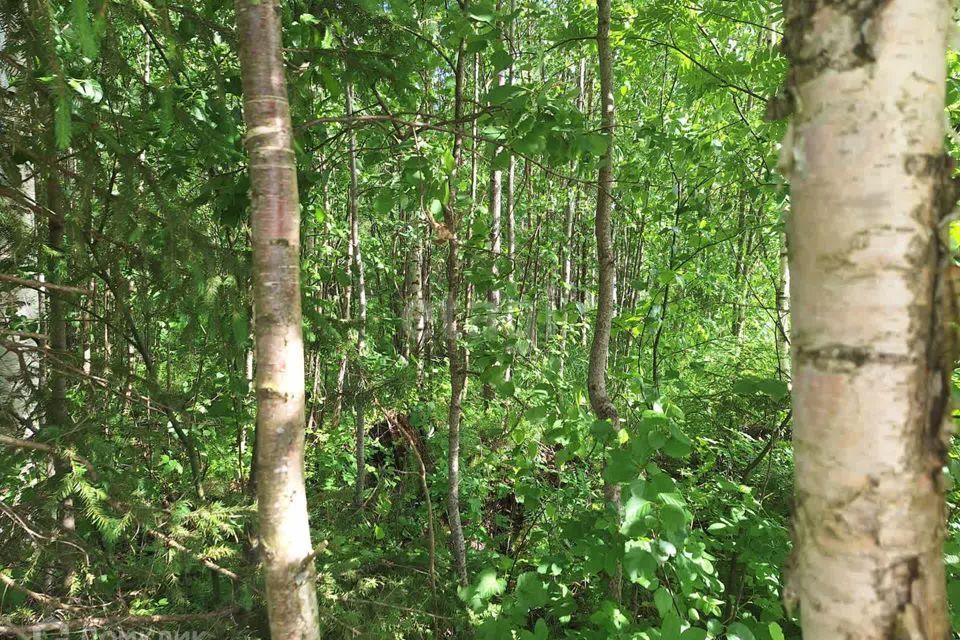 земля Сыктывкар городской округ, территория Эжвинский, СНТ Сосновка фото 9