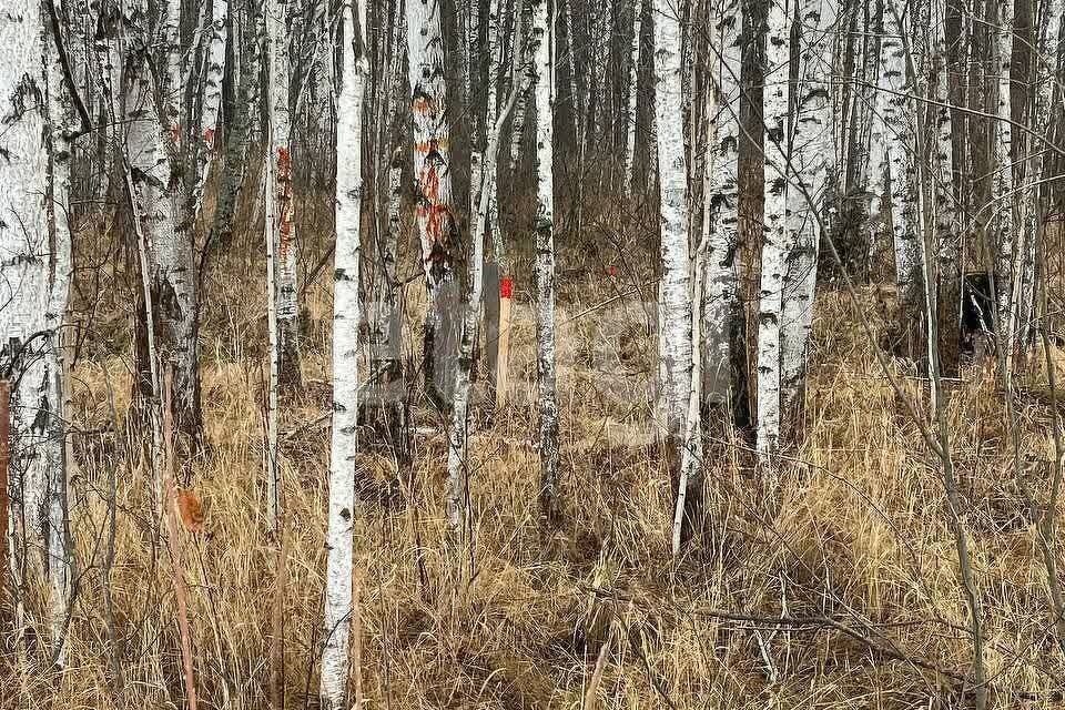 земля р-н Нижнетавдинский снт Геолог-2 Озеро Сундукуль фото 6