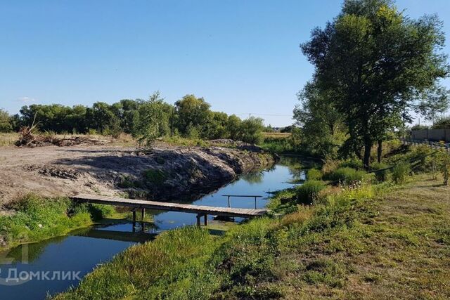 Селезни фото